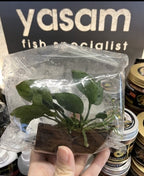 YASAM - Anubias Barteri Live Plant (on wood/ loose/on stone/ loose)