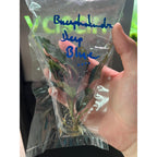 YASAM - Live Plant Bucephalandra Mix Per stalk