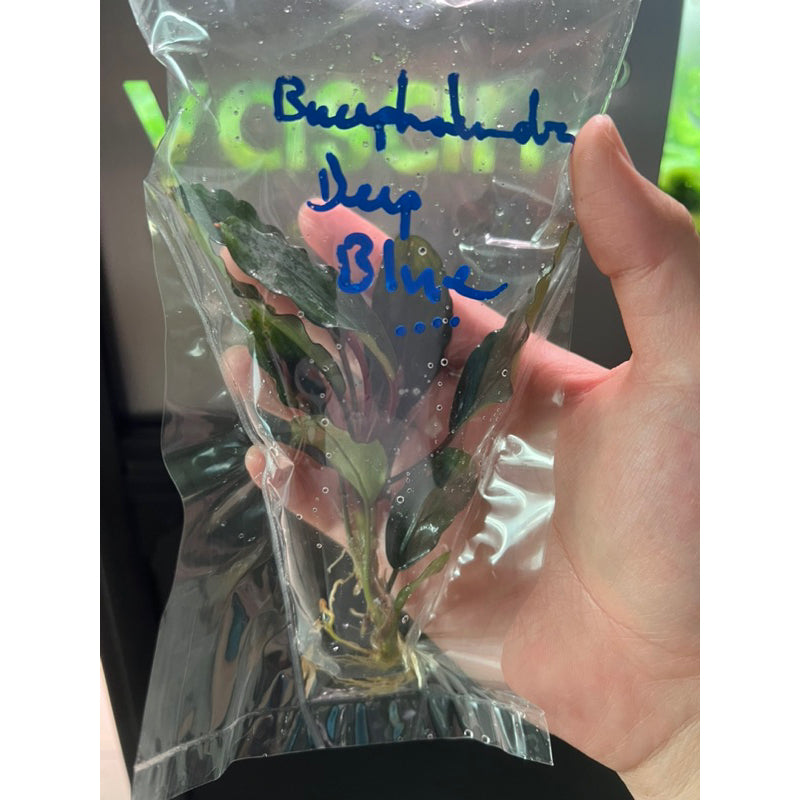 YASAM - Live Plant Bucephalandra Mix Per stalk