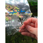 YASAM - Live Plant Bucephalandra Mix Per stalk