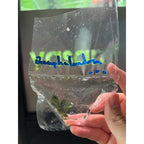 YASAM - Live Plant Bucephalandra Mix Per stalk