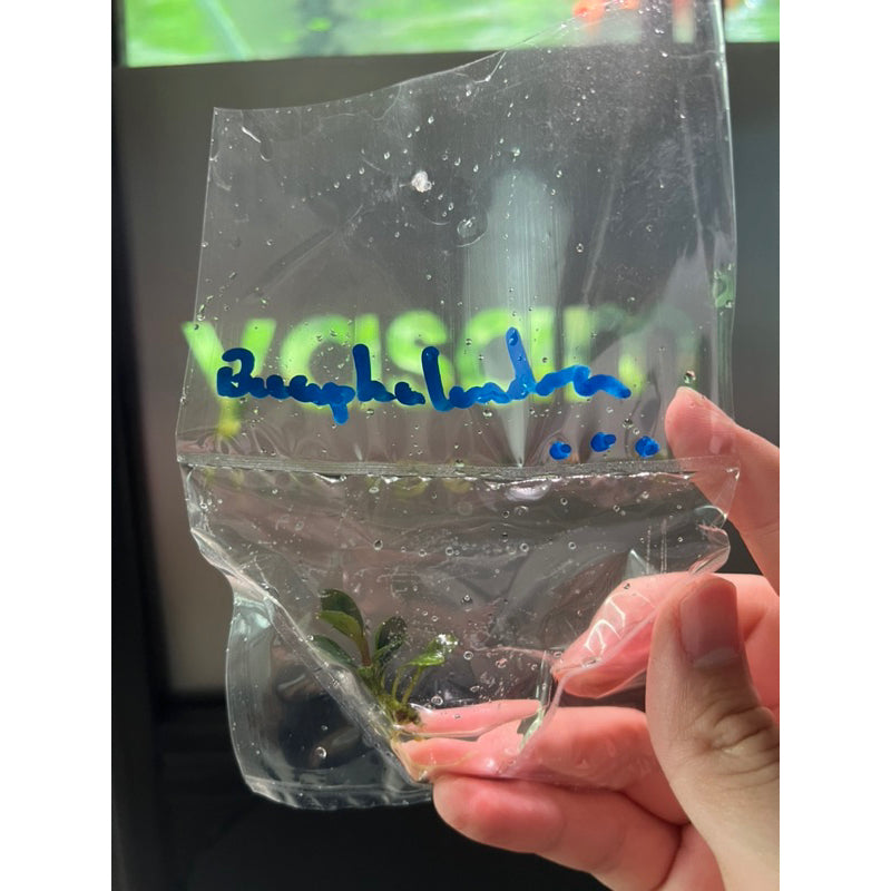 YASAM - Live Plant Bucephalandra Mix Per stalk