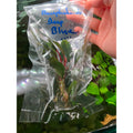 YASAM - Live Plant Bucephalandra Mix Per stalk