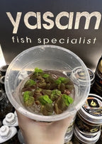 YASAM - Tanaman Hidup Apung Akar Merah (tanaman terapung)