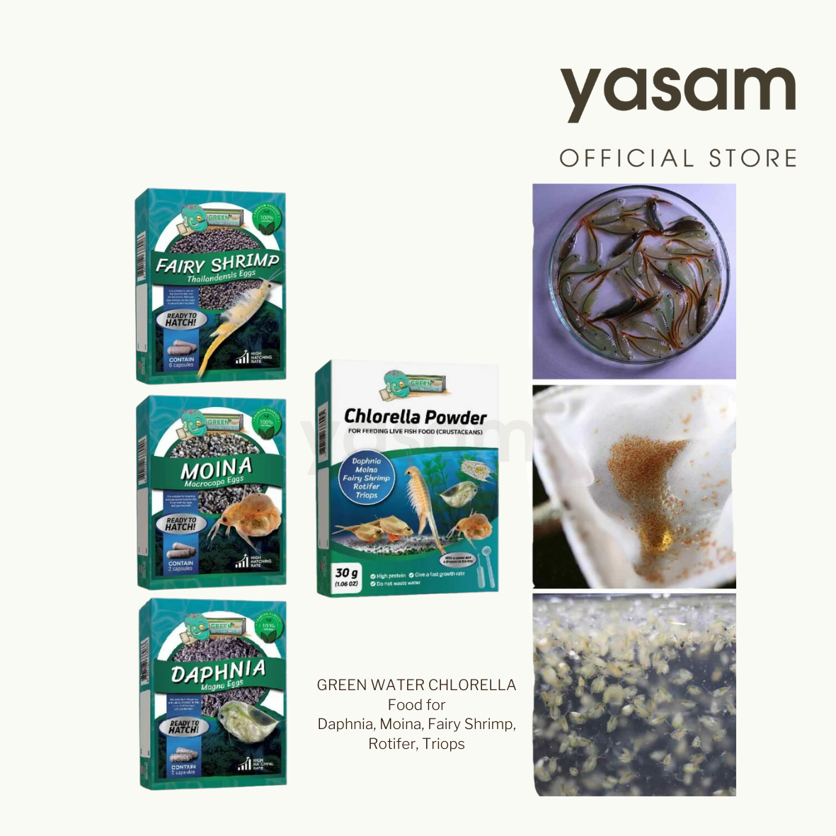 GREENWATERFARM - Chlorella Powder Green Water for feeding Boon Daphnia, Fairy Shrimps, Copepods