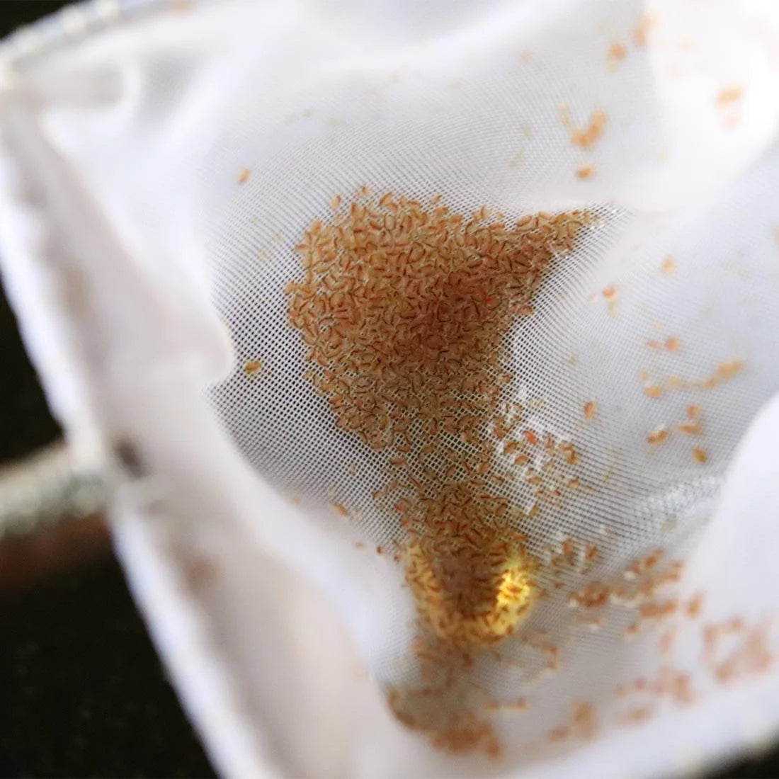YASAM - Daphnia Rotifer Fairy Shrimp Moina Hatchable Live Feeder Food for Fries by Green Water Farm