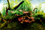YASAM - Nymphaea Tiger Lotus Green Live Plant Underwater Lotus Good for Aquascape
