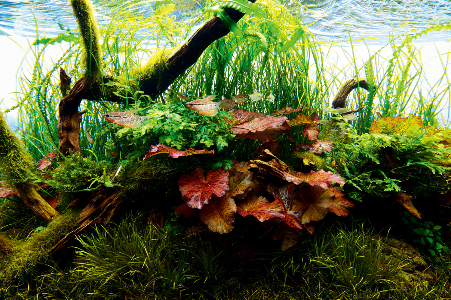 YASAM - Nymphaea Tiger Lotus Green Live Plant Underwater Lotus Good for Aquascape