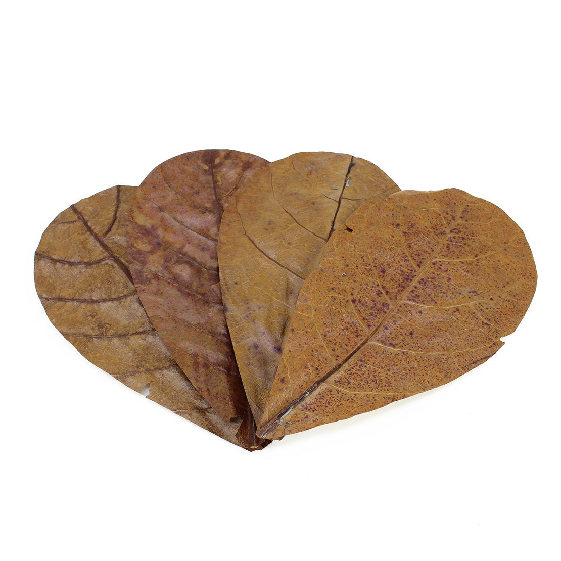 SEACHEM - Catappa Leaves and Tea Bags (Natural botanicals for shrimp & Betta fish)