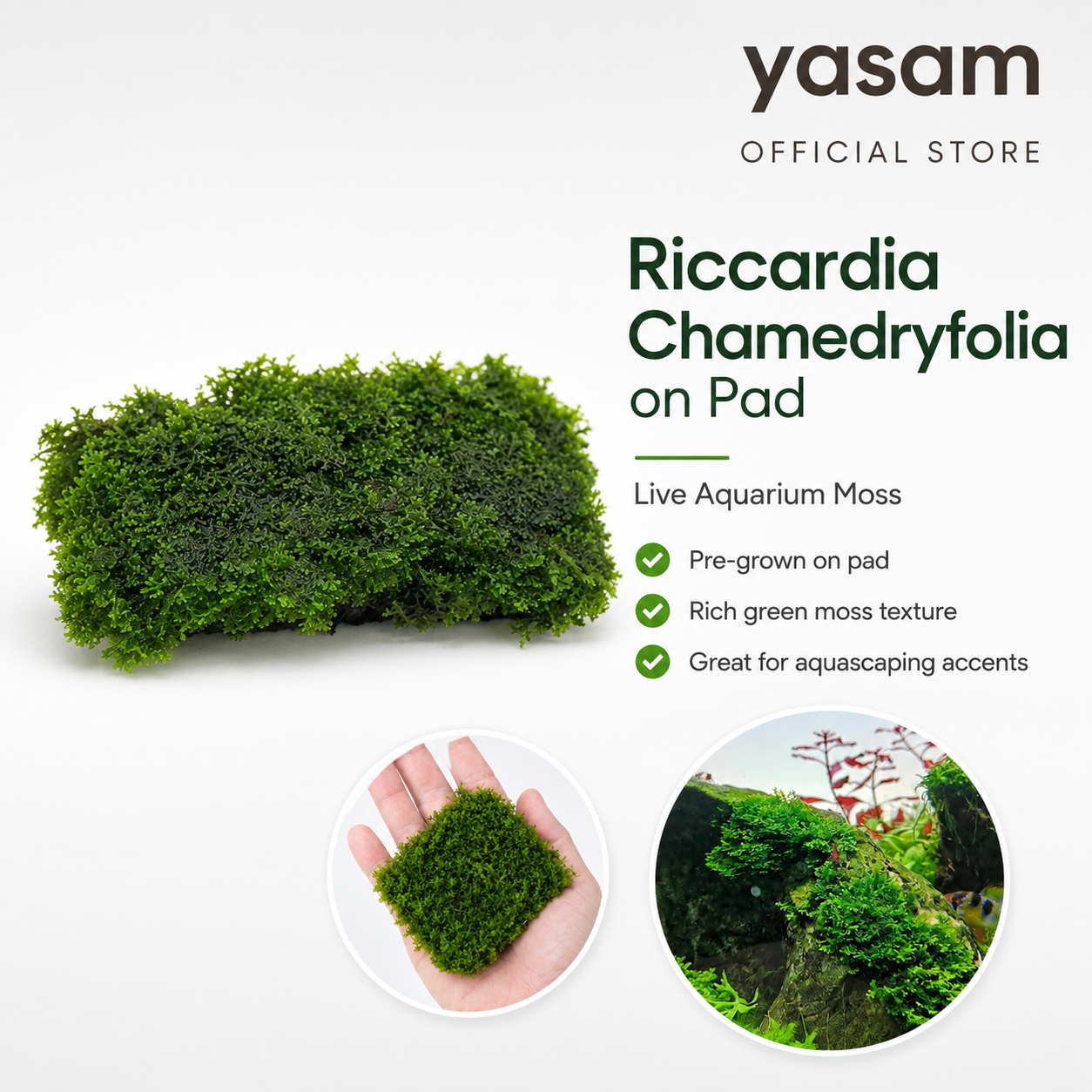 YASAM - Riccardia Chamedryfolia "Moss" on Pad Live Plant