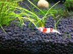 GEX - Shrimp Soil