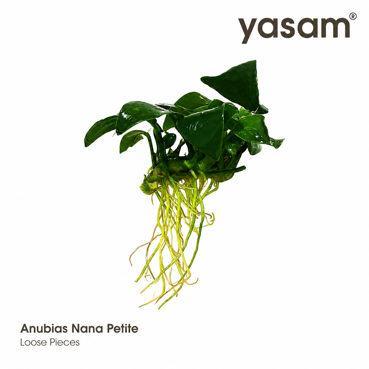 YASAM - Anubias coin nana di atas tanaman batu setinggi kira-kira 6-8cm