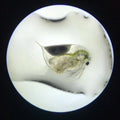 YASAM - Daphnia Rotifer Fairy Shrimp Moina Hatchable Live Feeder Food for Fries by Green Water Farm