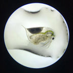 YASAM - Daphnia Rotifer Fairy Shrimp Moina Hatchable Live Feeder Food for Fries by Green Water Farm