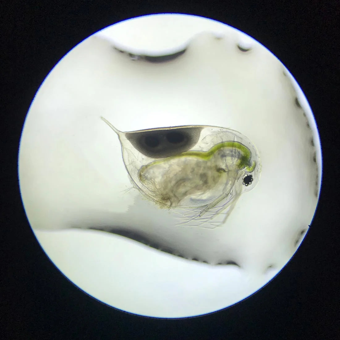 YASAM - Daphnia Rotifer Fairy Shrimp Moina Hatchable Live Feeder Food for Fries by Green Water Farm