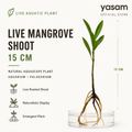 YASAM - Live Mangrove Shoot 15cm Aquarium Plant Naturalistic Aquascape Paludarium