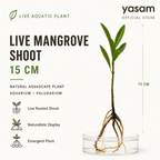 YASAM - Live Mangrove Shoot 15cm Aquarium Plant Naturalistic Aquascape Paludarium