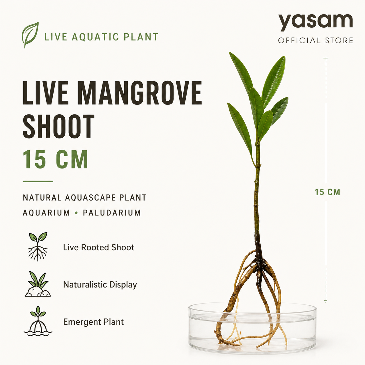 YASAM - Live Mangrove Shoot 15cm Aquarium Plant Naturalistic Aquascape Paludarium