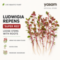 YASAM - Ludwigia Repens Super Red Live Aquarium Plant Red Stem Aquascape Planted Tank