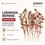 YASAM - Ludwigia Repens Super Red Live Aquarium Plant Red Stem Aquascape Planted Tank