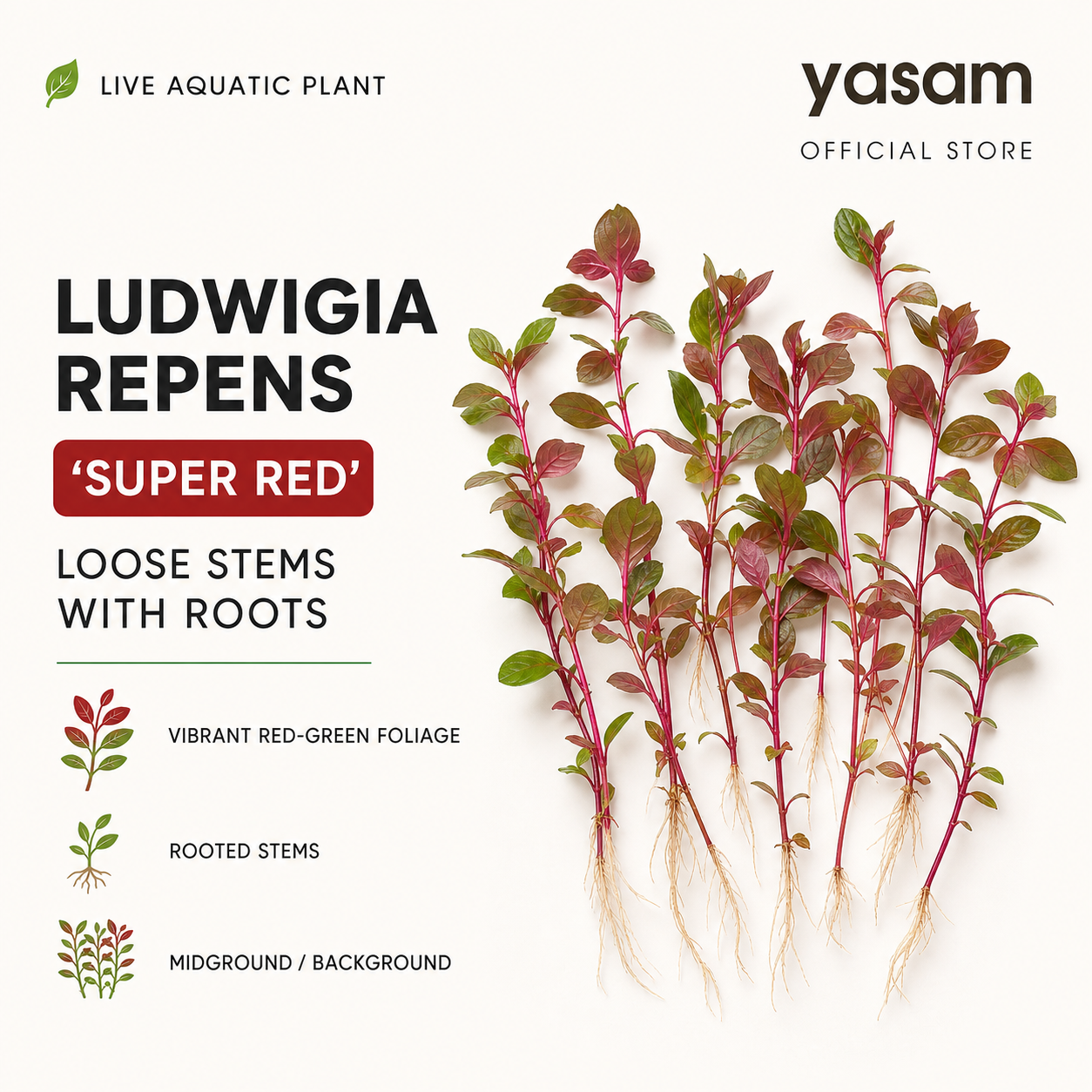YASAM - Ludwigia Repens Super Red Live Aquarium Plant Red Stem Aquascape Planted Tank