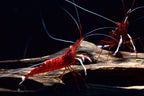 SL AQUA - NitroActive Sulawesi Shrimp Mineral 250ml / 500ml Water Conditioner Shrimp Supplement