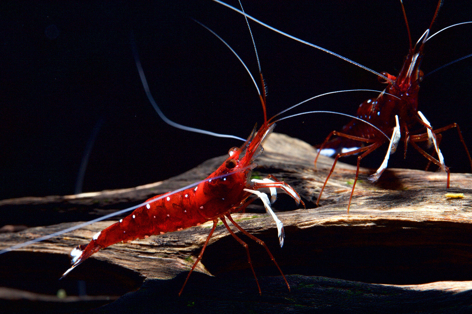 SL AQUA - NitroActive Sulawesi Shrimp Mineral 250ml / 500ml Water Conditioner Shrimp Supplement