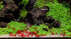 YASAM - Potted Carpeting Plants Micranthemum aka Monte Carlo (SG STORE Live Aquatic Plant)