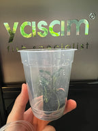 YASAM - Anubias coin nana di atas tanaman batu setinggi kira-kira 6-8cm