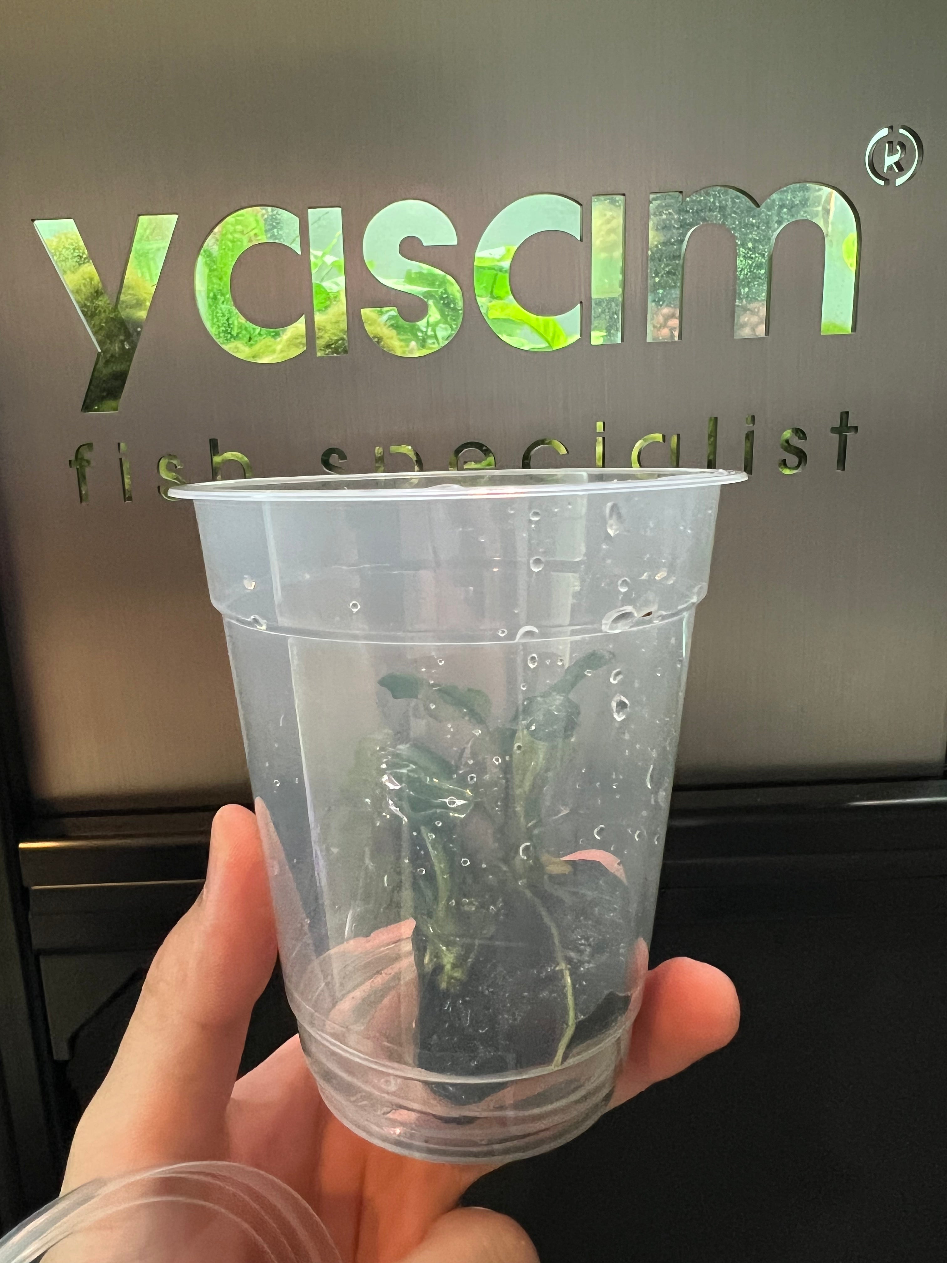 YASAM - Anubias coin nana di atas tanaman batu setinggi kira-kira 6-8cm