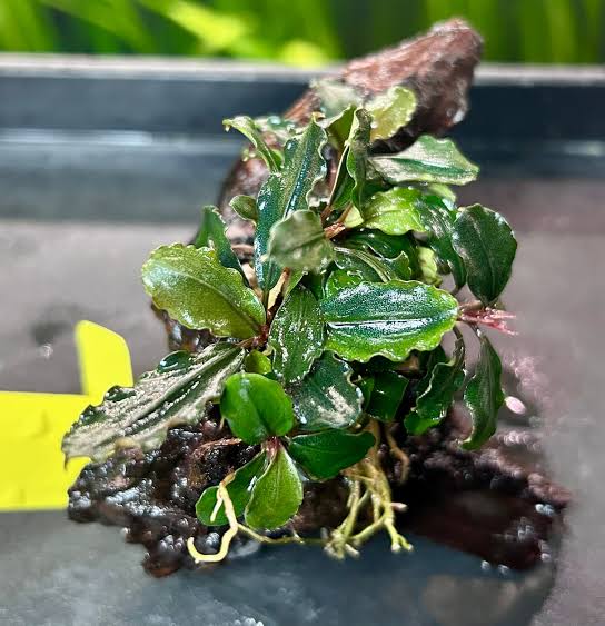 YASAM - Bucephalandra Brownie Ghost Ulu Kapu on Driftwood Live Aquarium Plant