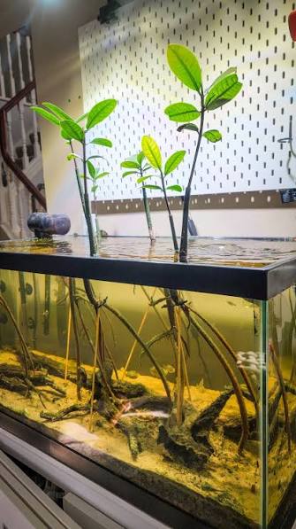 YASAM - Live Mangrove Shoot 15cm Aquarium Plant Naturalistic Aquascape Paludarium