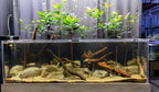 YASAM - Live Mangrove Shoot 15cm Aquarium Plant Naturalistic Aquascape Paludarium