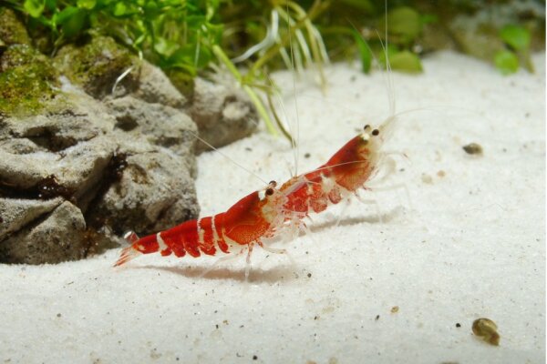 JBL - Sansibar White Sand from Natural Quartz Clean Contrast Sand for Aquarium 5kg