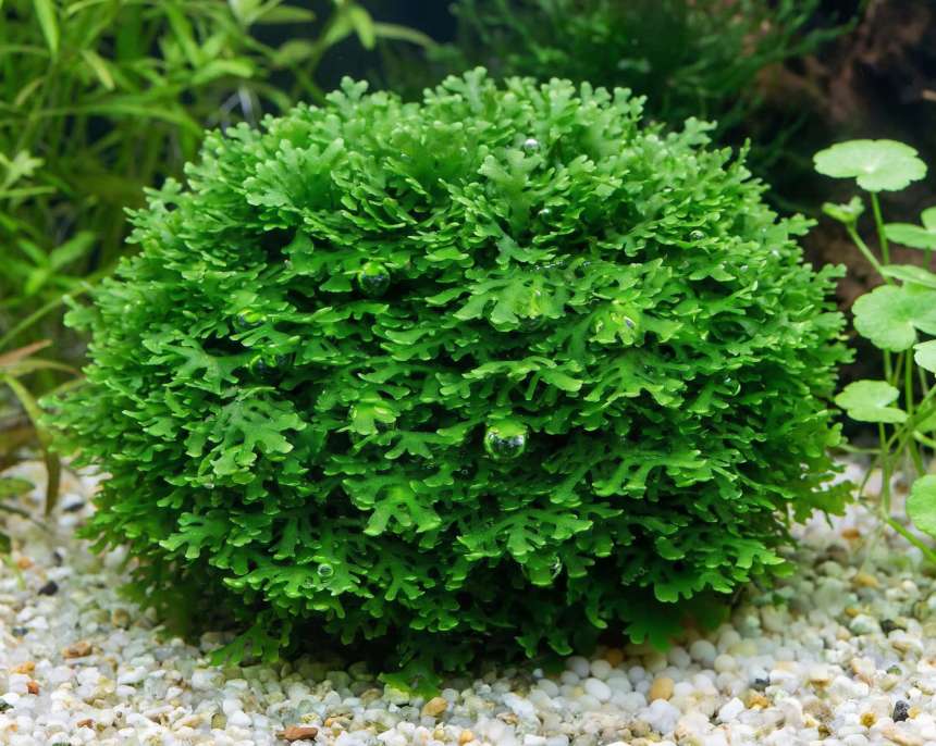 YASAM - Riccardia Chamedryfolia "Moss" on Pad Live Plant