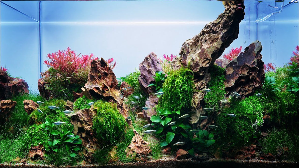 YASAM - Dragon Rocks Stones Various size available 5-20cm