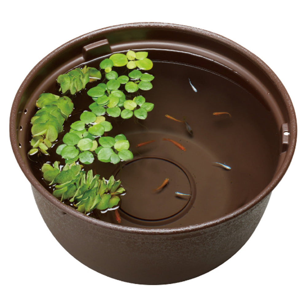 GEX - Medaka Rice Fish, Killifish Plastic Bowl 37-42cm Black Brown Branite