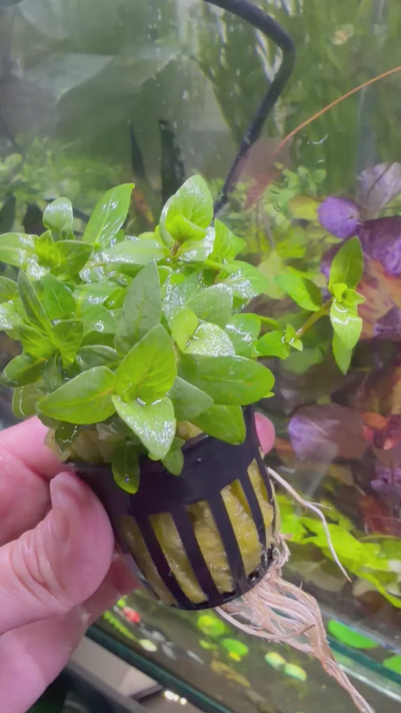 YASAM - Staurogyne Repens Live Aquarium Plant Foreground Carpet Aquascape Planted Tank in Pot