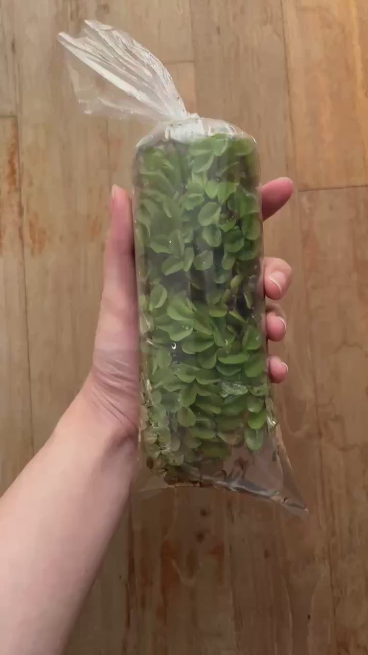 YASAM - Salivina 活体漂浮植物