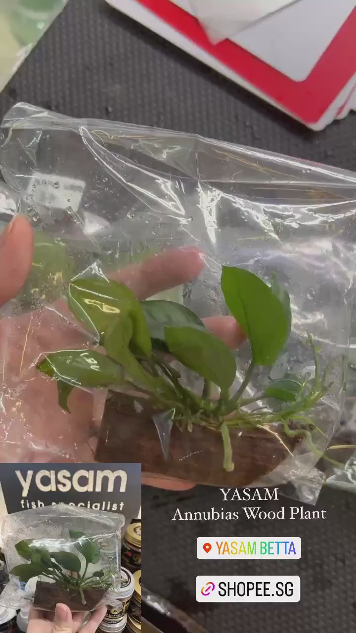 YASAM - Tanaman Hidup Kayu Anubias