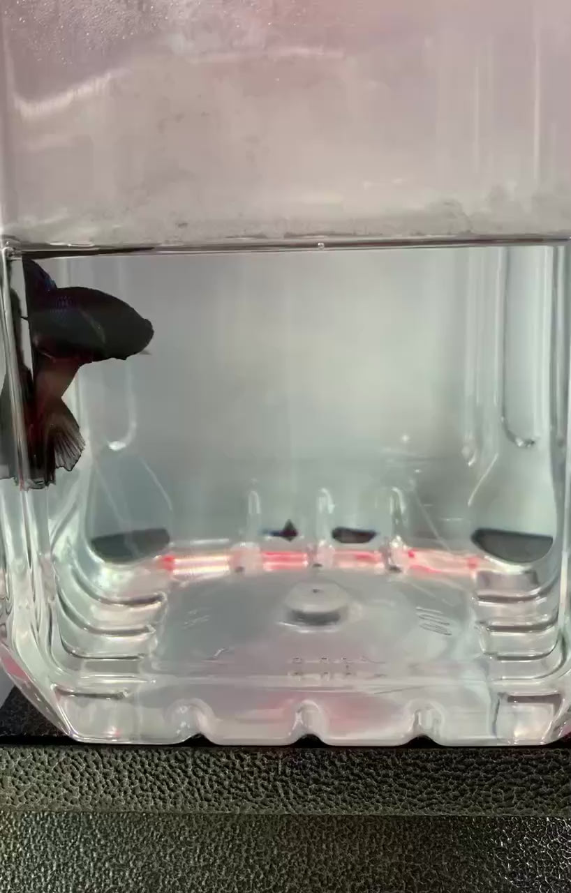 YASAM - Betta Scoop Fish Net + pointed tip for flaring