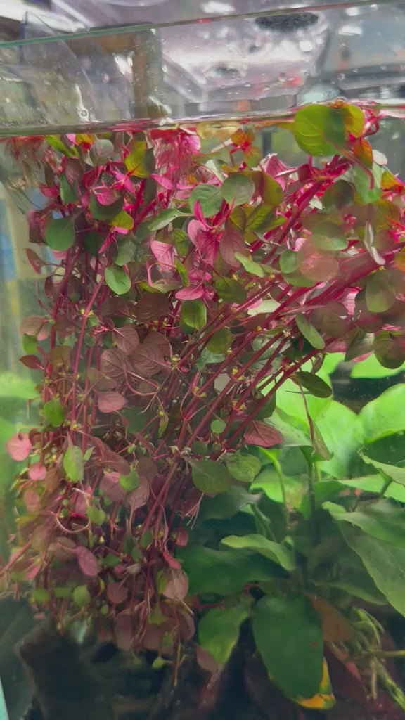 YASAM - Ludwigia Repens Super Red Live Aquarium Plant Red Stem Aquascape Planted Tank
