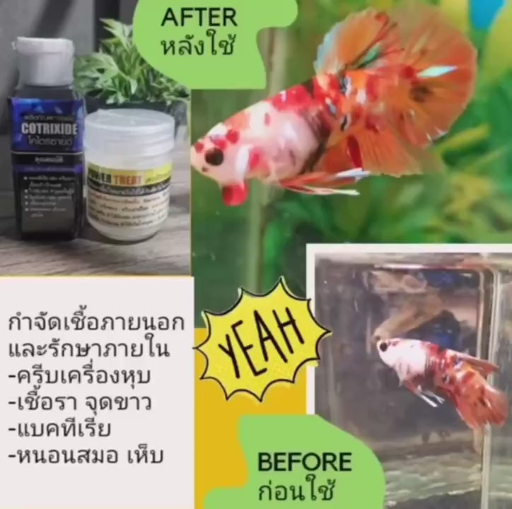GOLDEN BETTA - All in 1 Healing Cotrixide (Prevent and kill disease-causing factors)