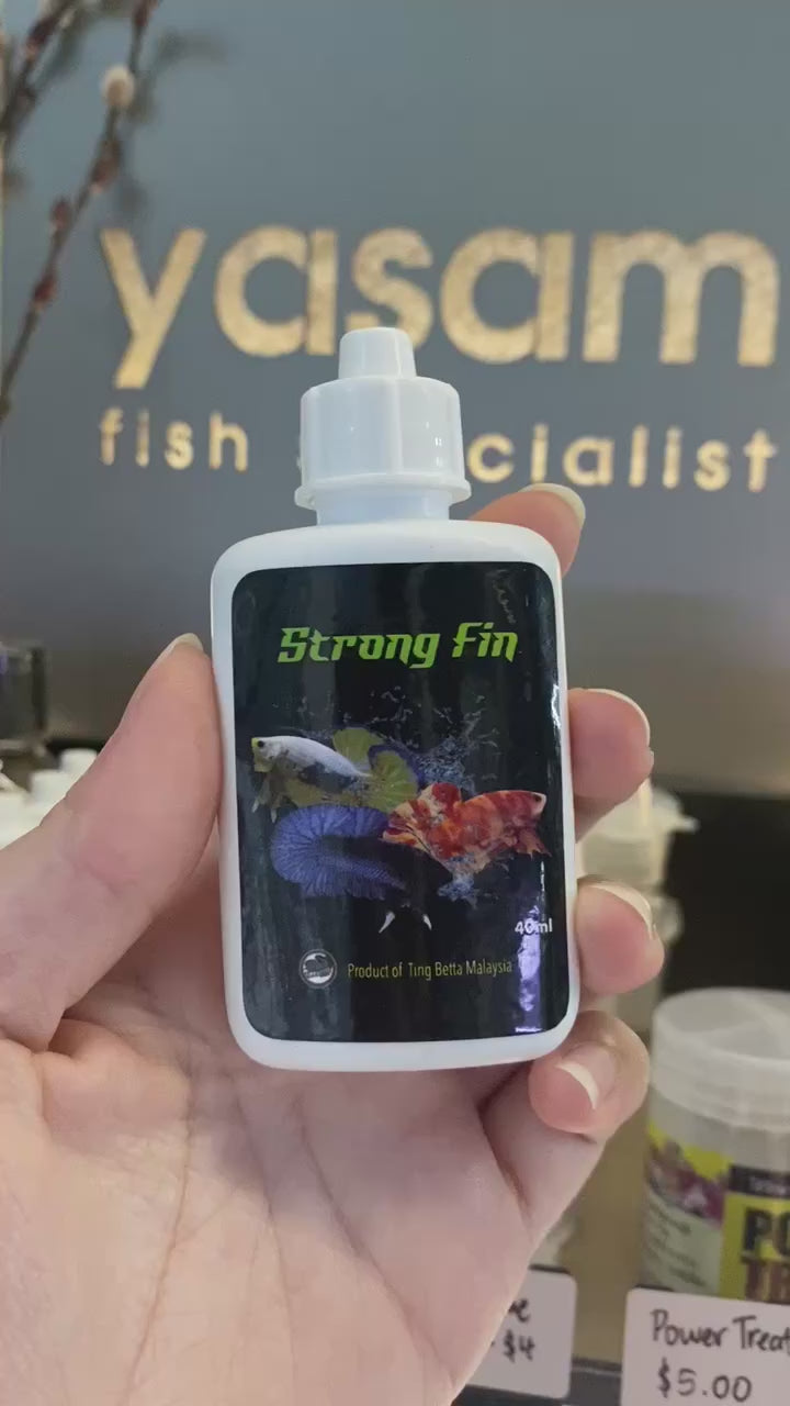 TING BETTA - Strong Fin