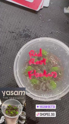 YASAM - Tanaman Hidup Apung Akar Merah (tanaman terapung)