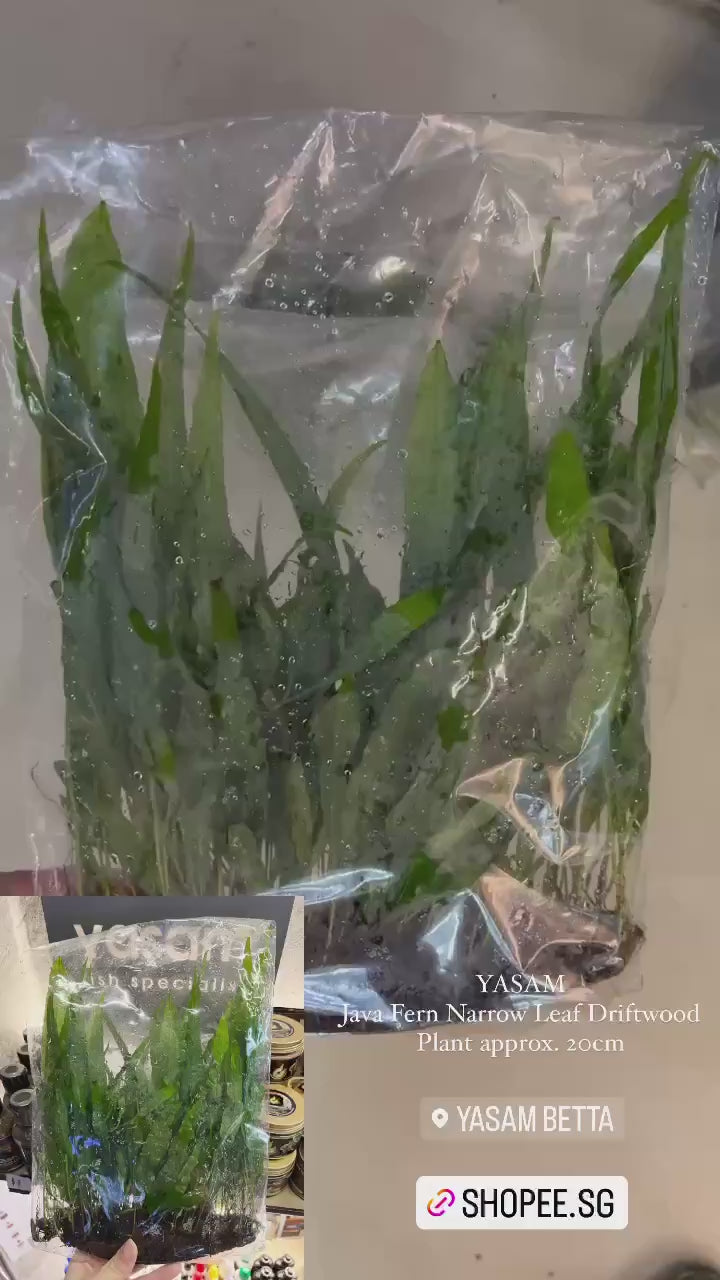 YASAM - Tanaman Kayu Apung Daun Sempit Pakis Jawa, tinggi kira-kira 5-10cm