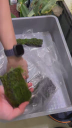 YASAM - Christmas Moss Live Aquarium Moss Vesicularia montagnei on flat Wood
