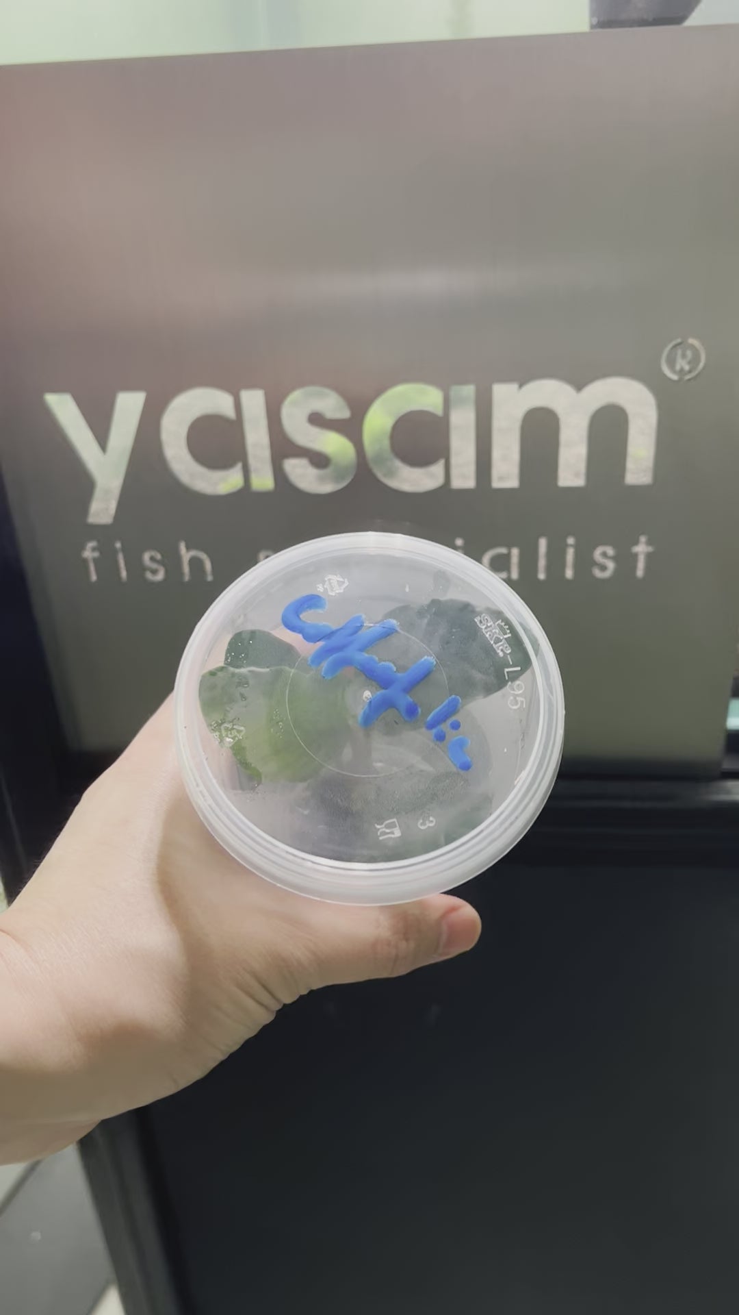 YASAM - Anubias Coffeefolia on Stone Live Plant
