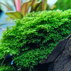 YASAM - Riccardia Chamedryfolia "Moss" on Pad Live Plant