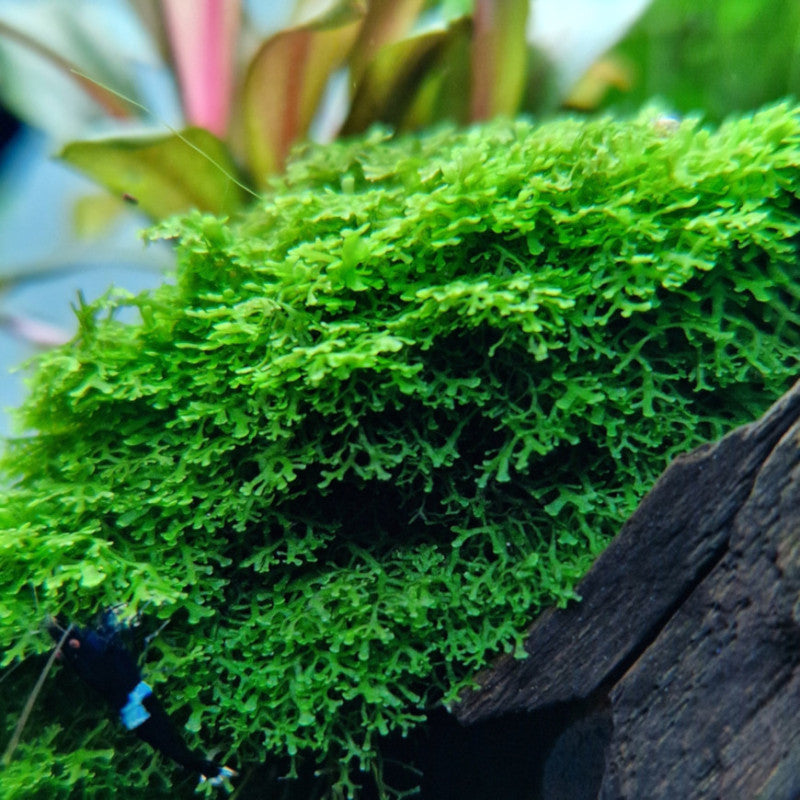 YASAM - Riccardia Chamedryfolia "Moss" on Pad Live Plant